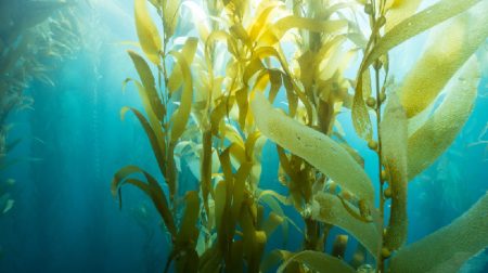 Exactly how Does Seaweed Improve One's Health?